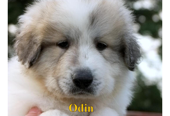Odin a (9)